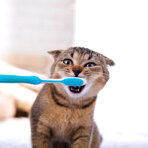 Comprehensive Guide Do I need to brush my cat’s teeth